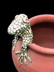 Terracotta Pot W/ Iguana by Iguana Jack Accent 6″x5″ Belize Unique Decor Piece H