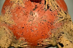 MAMA MONO Original Vintage Mexican Pottery Huichol Reptile Statue Sculpture Vase