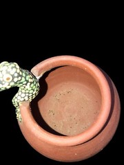 Terracotta Pot W/ Iguana by Iguana Jack Accent 6″x5″ Belize Unique Decor Piece H