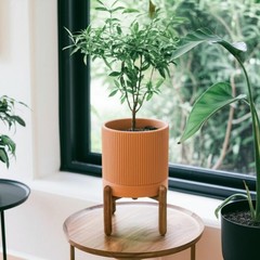 Large Terracotta Pots, 8 Inch Clay Planter Pots with Drainage Hole & Saucer (…