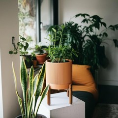 Large Terracotta Pots, 8 Inch Clay Planter Pots with Drainage Hole & Saucer (…