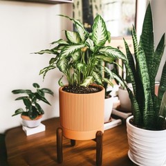 Large Terracotta Pots, 8 Inch Clay Planter Pots with Drainage Hole & Saucer (…