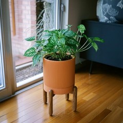 Large Terracotta Pots, 8 Inch Clay Planter Pots with Drainage Hole & Saucer (…